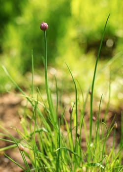Shallow depth of field (only "to be flower"" in focus) of young chives (Allium schoenoprasum). Photo illustrating spring gardening."