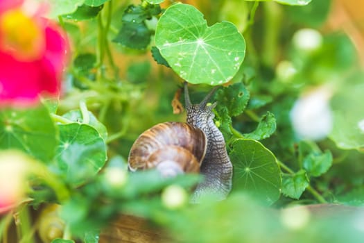 Snail crawling in the own garden after rain, close up