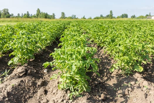 biologically grown potato field in summer day