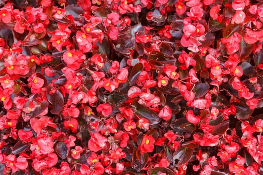 small red spring flower background in sunny day