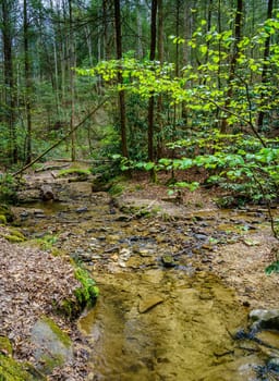 Scenic view of a creek in Red River Gorge in Kentucky in spring