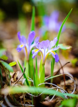Dwarf Iris flower in Red River Gorge, Kentucky in spring