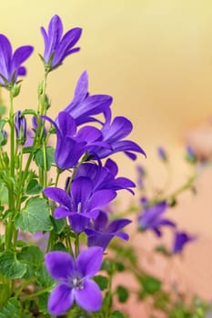 Blooming blue bellflower closeup. Vertically.