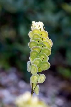 Biscutella is a genus of about 46 species of flowering plants in the Brassicaceae family. Wild plant in the mountains in the mediterranean. Macro photography.