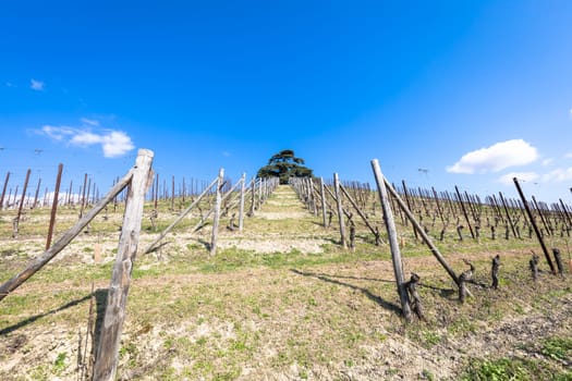 Barolo and Barbaresco countryside in Piedmont region, Italy. Vineyard with grapes cultivation for red wine.