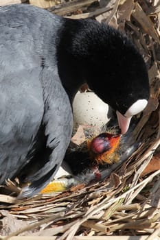 Blaesshuhn mit Junges,Hagenbeck,hamburg,07.04.2015