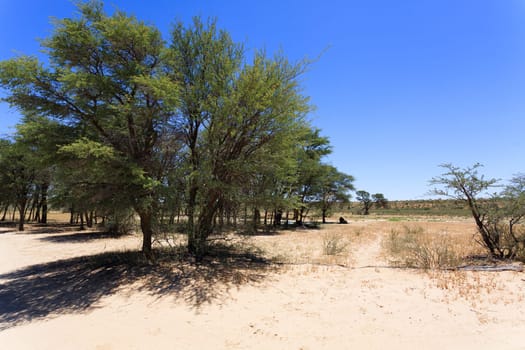 Panorama with lion from Kgalagadi National Park, South Africa