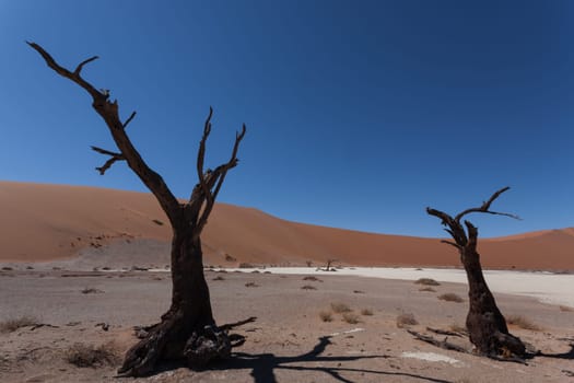 Death tree with red dunes from Hidden Vlei, Sossusvlei Namibia