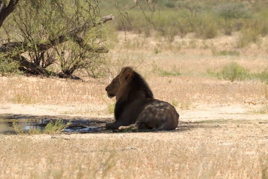 A lion from Kgalagadi National Park, South Africa