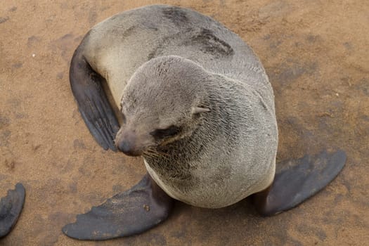 Colony of cape fur seals from Cape Point, Namibia