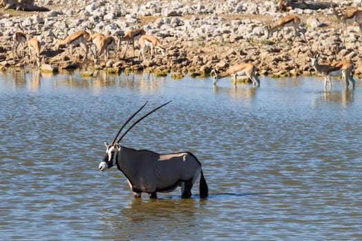 Orix inside Okaukuejo waterhole from Etosha National Park, Namibia