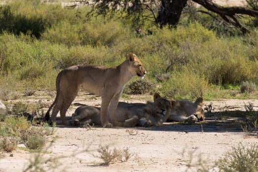 Three lions sleeping under a tree, Kgalagadi National park, South Africa