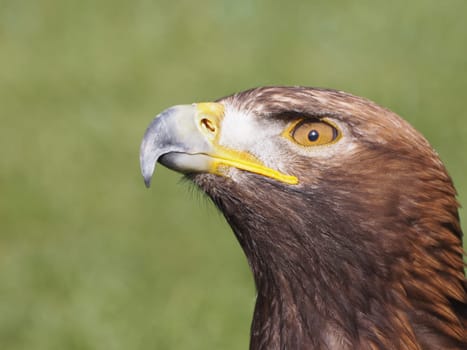 Golden eagle