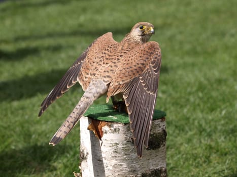 Kestrel