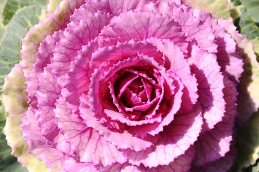 close up of decorative cabbage or kale