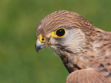 Kestrel