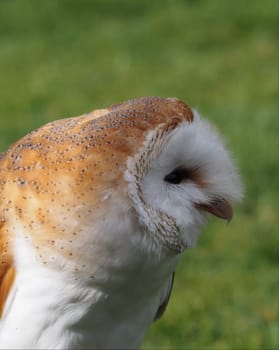 Barn owl