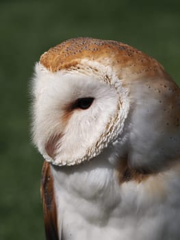 Barn owl