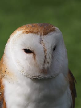 Barn owl