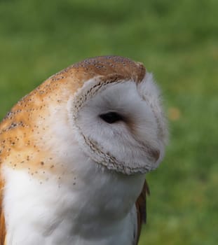 Barn owl