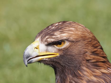Golden eagle