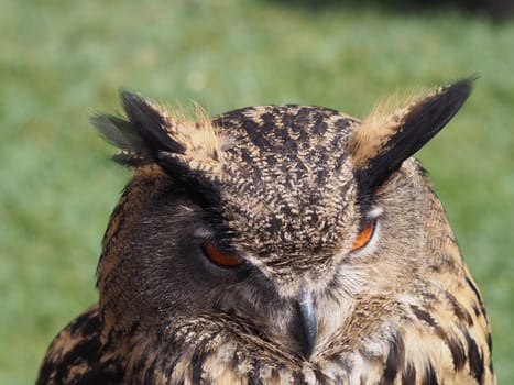 Eagle owl
