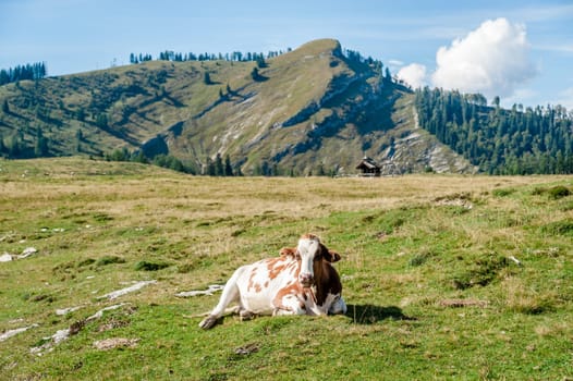 resting cow in the austrian alps