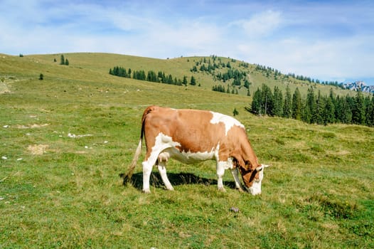 Single grazing cow in the austrian alps