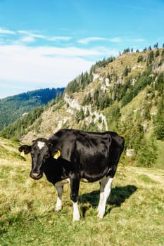 black cow standing in a meadow of the austrian alps