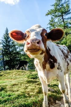 funny young calf looking at the camera