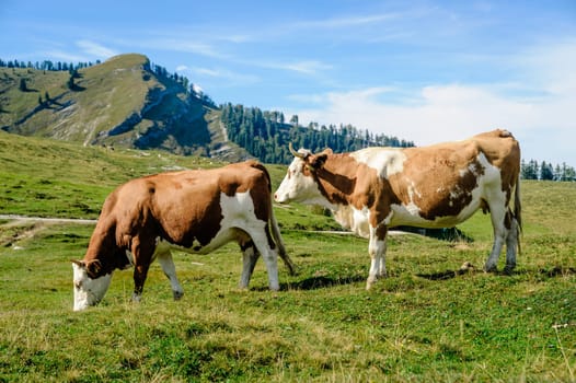 two mottled cows in the austrian alps