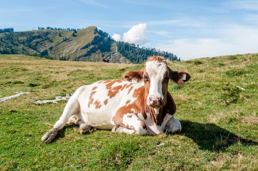 close up of a resting cow in the austrian alps