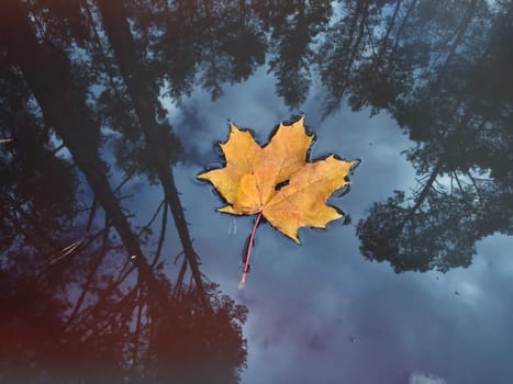Yellow maple leaf in water. Forest reflection. Fall season