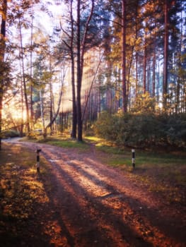 Forest path and sun rays streaming through trees