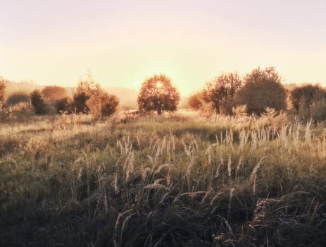 Sun setting behind tree in field, sunset scene of nature