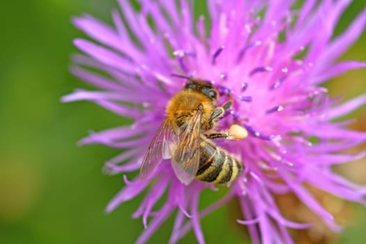 bee on knapweed flower