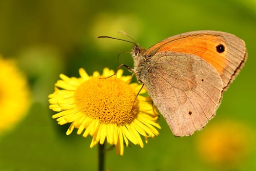 Meadow brown, butterfly on a yellow flower