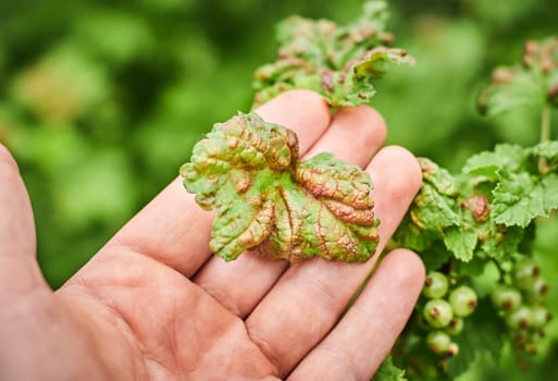 Common Plant Diseases. Peach leaf curl on currant leaves. Puckered or blistered leaves distorted by pale yellow aphids. Man holding reddish or yellowish green foliage eaten by currant blister aphids