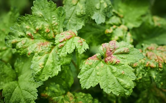 Common Plant Diseases. Peach leaf curl on currant leaves. Puckered or blistered leaves distorted by pale yellow aphids. Man holding reddish or yellowish green foliage eaten by currant blister aphids