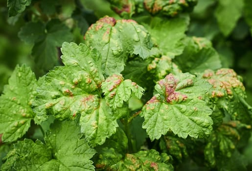 Common Plant Diseases. Peach leaf curl on currant leaves. Puckered or blistered leaves distorted by pale yellow aphids. Man holding reddish or yellowish green foliage eaten by currant blister aphids