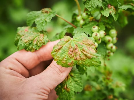 Common Plant Diseases. Peach leaf curl on currant leaves. Puckered or blistered leaves distorted by pale yellow aphids. Man holding reddish or yellowish green foliage eaten by currant blister aphids