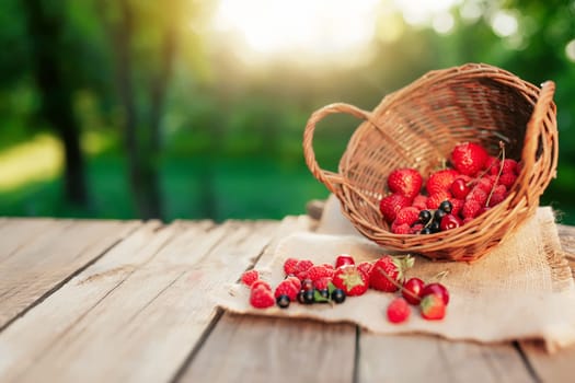 Overturned wicker basket with various berries on a piece of cloth on wooden terrace background in the blurred morning sun. Strawberry, raspberry, currant, blueberry, cherry, sweet cherries