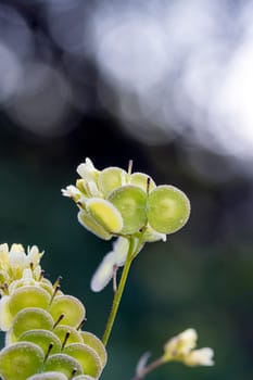 Biscutella is a genus of about 46 species of flowering plants in the Brassicaceae family. Wild plant in the mountains in the mediterranean. Macro photography.