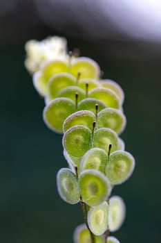 Biscutella is a genus of about 46 species of flowering plants in the Brassicaceae family. Wild plant in the mountains in the mediterranean. Macro photography.