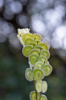 Biscutella is a genus of about 46 species of flowering plants in the Brassicaceae family. Wild plant in the mountains in the mediterranean. Macro photography.