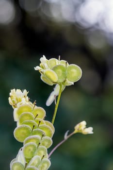 Biscutella is a genus of about 46 species of flowering plants in the Brassicaceae family. Wild plant in the mountains in the mediterranean. Macro photography.