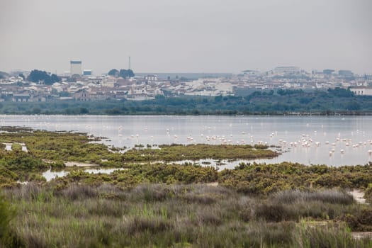 Flamingos at Fuente de Piedra lagoon, Village at bottom, Malaga, Spain