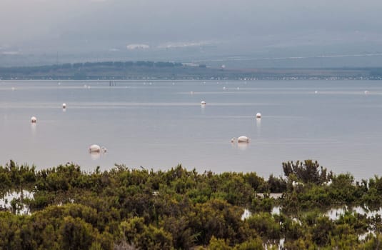 Flamingos at Fuente de Piedra lagoon a foggy day, Malaga, Spain