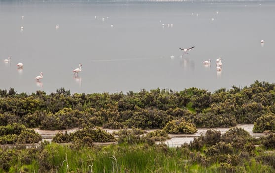 Flamingos at Fuente de Piedra lagoon a foggy day, Malaga, Spain