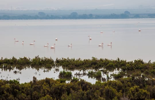 Flamingos at Fuente de Piedra lagoon a foggy day, Malaga, Spain